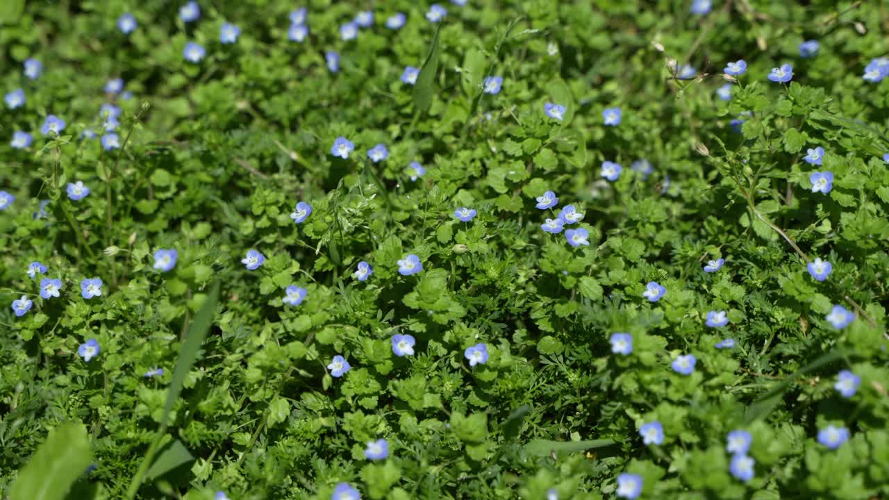 Pink flowers bloom on green trees.