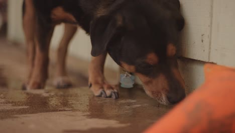 a dog on a back porch licking up water