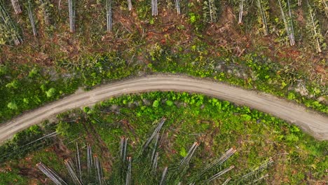 un camino forestal con árboles talados que esperan ser transportados en camiones