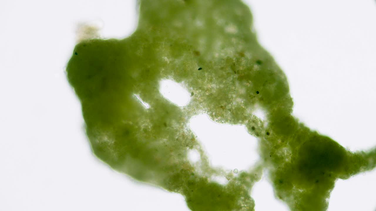 Slime mold plasmodium under microscope with internal flow visible