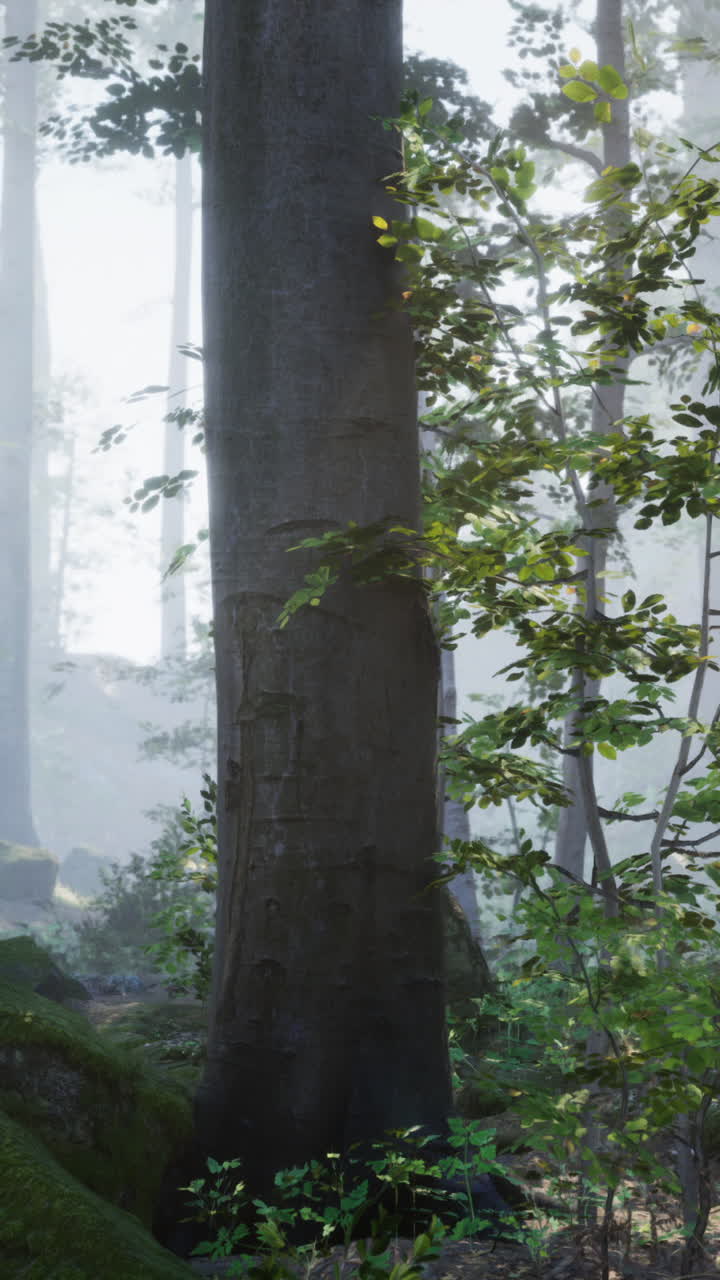 빛이 울창한 숲의 안개를 가로질러 어져