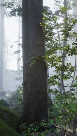 Sunlight Dappled Through the Fog in a Lush Forest