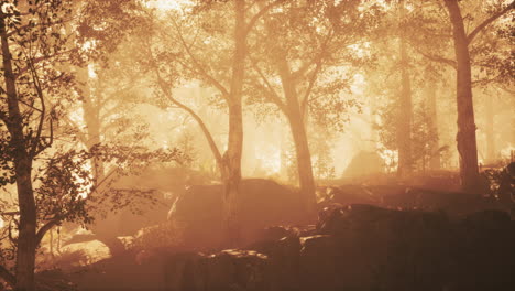magic dark summer forest scenery with rays of warm light