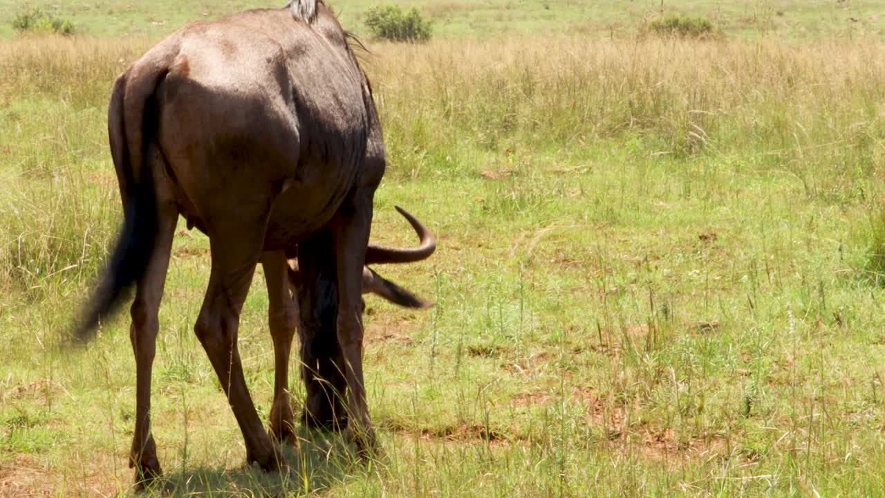 Wildebeast grazing in South Africa, Kruger Park 4K