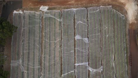 vineyard covered with white net, aerial descending top down