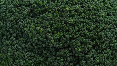 Tilt-Down-Macro-Closeup-of-Green-Broccoli-Head-Texture