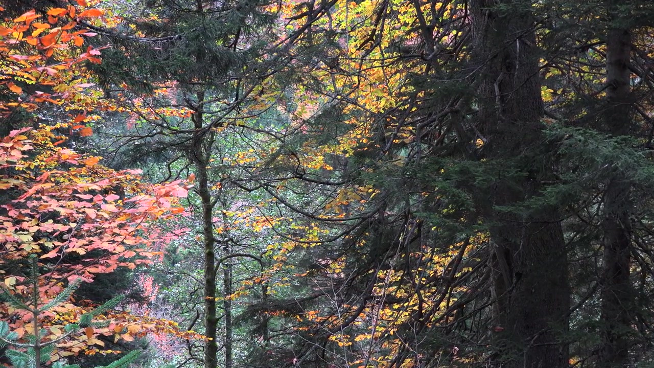 鬱蒼とした森の鮮やかな紅葉