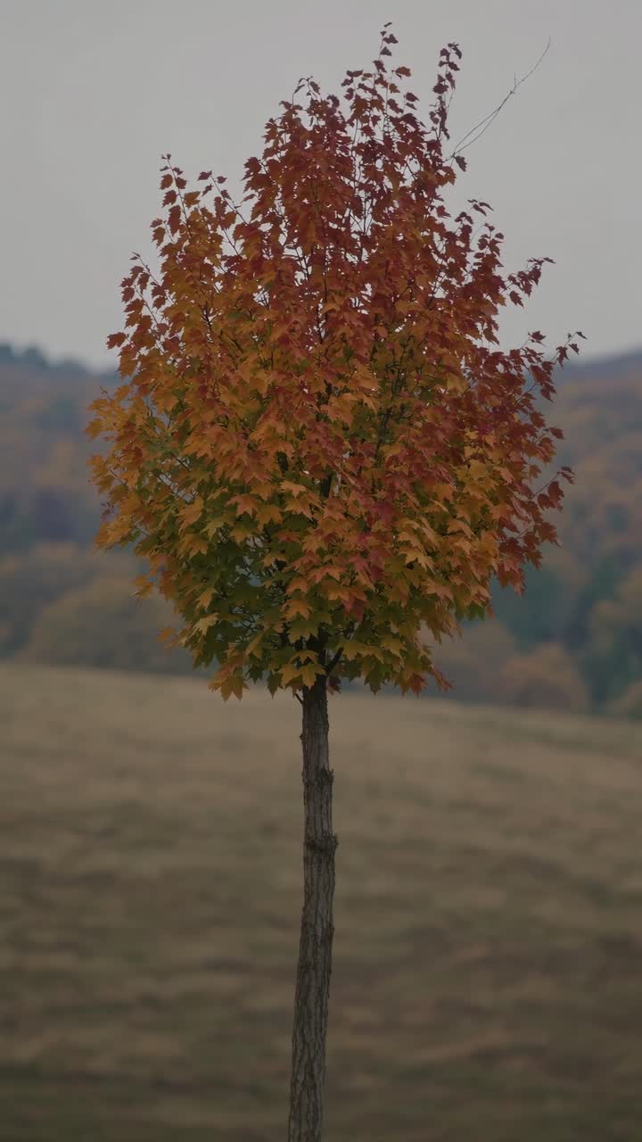 A solitary tree with autumn leaves stands in a vast field, captured from a low-angle