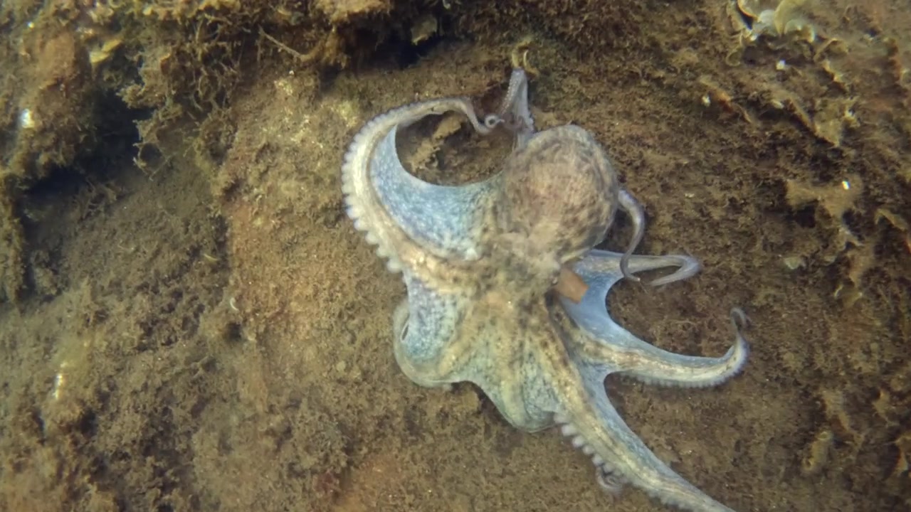 Pulpo descansando en el fondo rocoso del océano cubierto de algas, mimetizándose perfectamente con su entorno, mostrando camuflaje natural