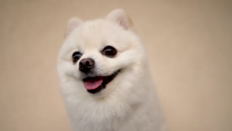 close-up of small cream pomeranian dog. happy puppy wags his tail on the soft, light background.