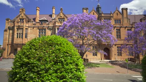 Gran-árbol-De-Jacaranda-En-Medio-De-La-Ciudad-De-Sydney