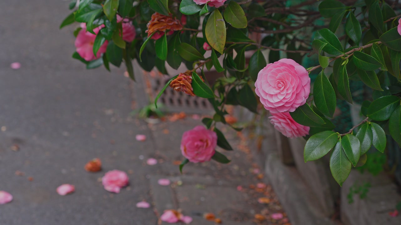 Close-up of vibrant pink camellia blossoms with lush green leaves, with some petals scattered on the pavement in a peaceful city street.