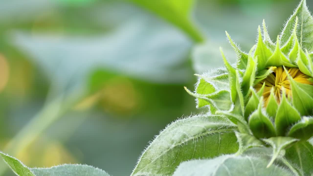 활기찬 공원 에서 자라는 꽃