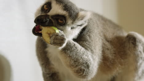 lemur peels and eats banana piece in captivity - close up on face