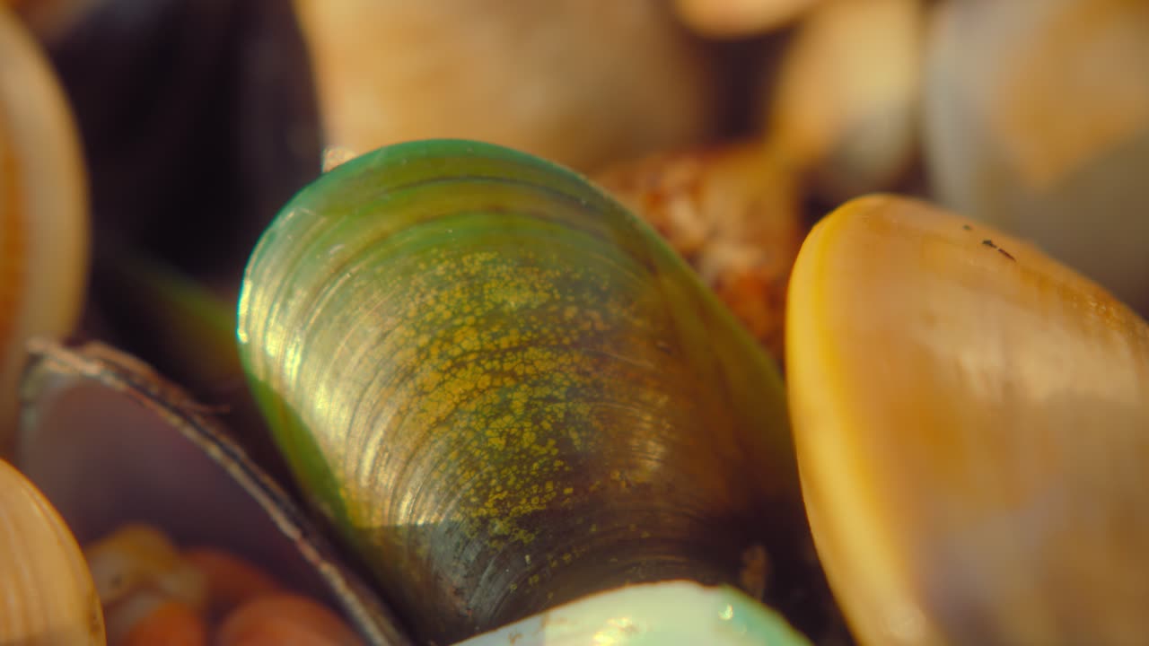 Close-up of a Green Mussel Shell amongst other Seashells