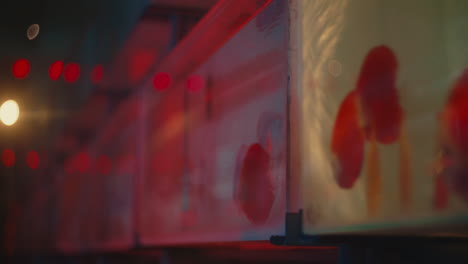 red betta fish in aquariums
