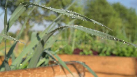 jardinería casera orgánica natural cultivo biológico alimentos saludables, hierbas puerro verde de cerca