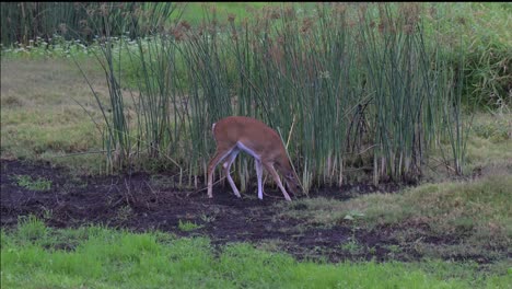 ciervos pastando en el parque estatal de myakka en sarasota en su hábitat