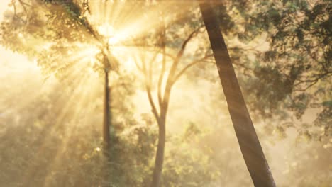 foggy forest in early morning