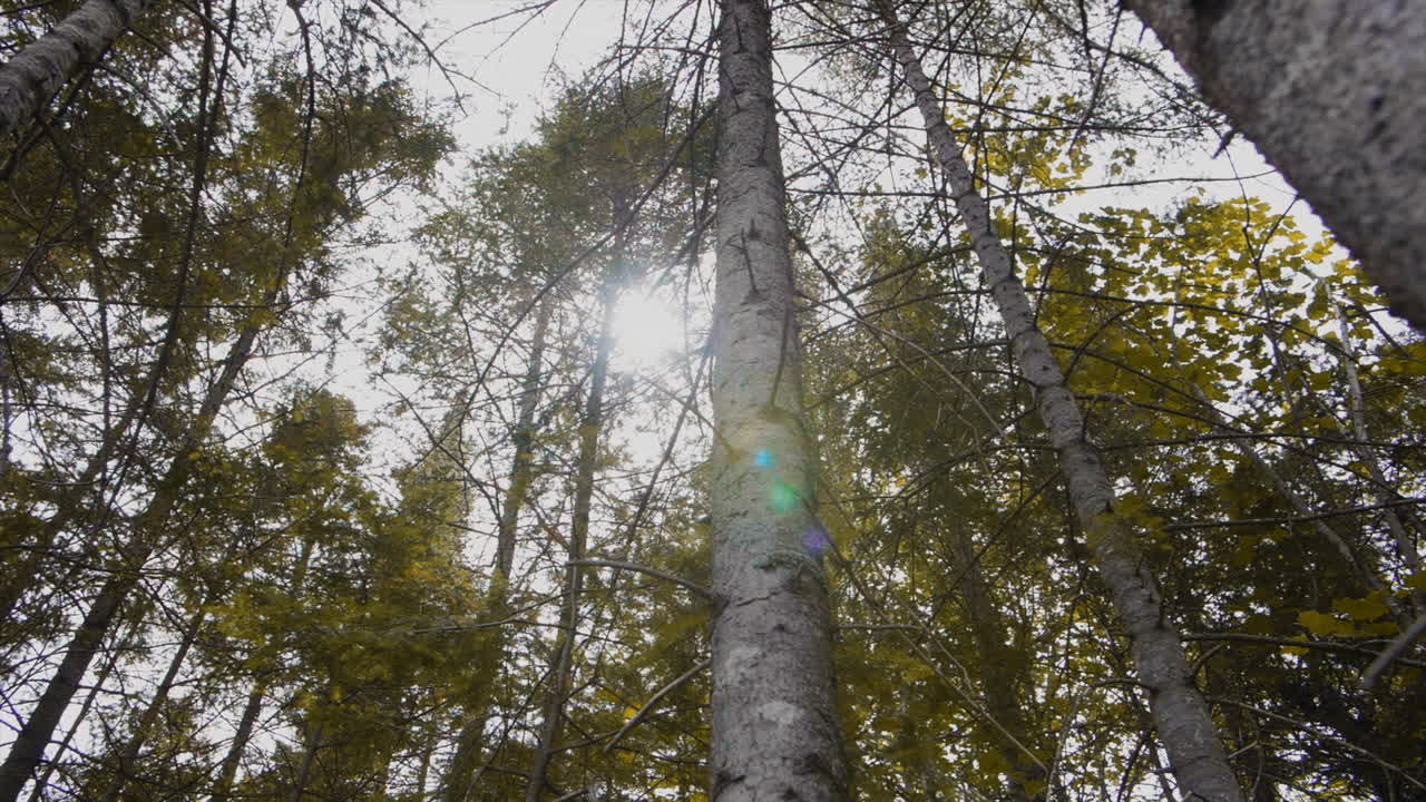 Panning shot of forest with sun rays passing through
