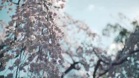 wonderful view of sakura cherry blossom swaying in the wind against the bright of the sun in kyoto, japan - closeup shot