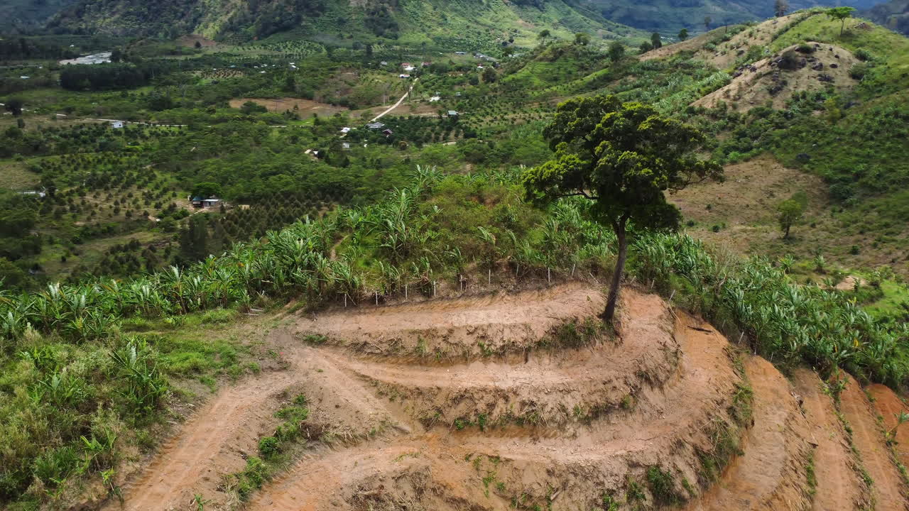 último árbol en la colina deforestada preparado para la plantación de terrazas, impacto de la agricultura en el ecosistema
