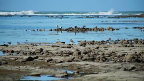 experience the grandeur of a wide shot capturing a karuhiruhi group elegantly perched on rugged rocks, a harmonious scene that celebrates the beauty of these avian wonders in their natural habitat