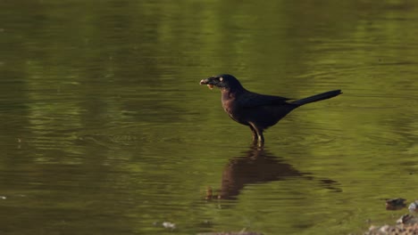 bird feeding at lake in raleigh, north carolina