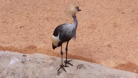 black crowned crane, part of the family gruidae, african bird