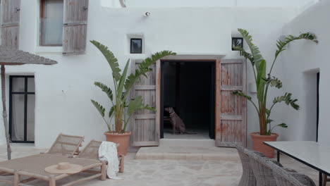 Perro-Sentado-En-La-Puerta-Del-Apartamento-De-Vacaciones-Con-Plantas-En-Macetas-Afuera