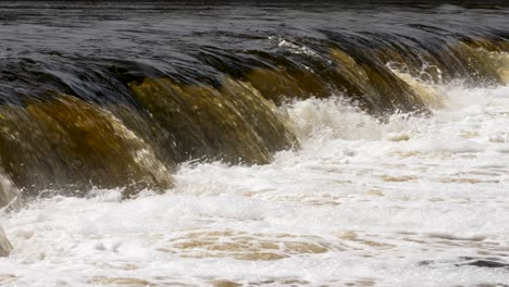 vimba fish in kuldiga, sunny spring day, slow motion medium shot