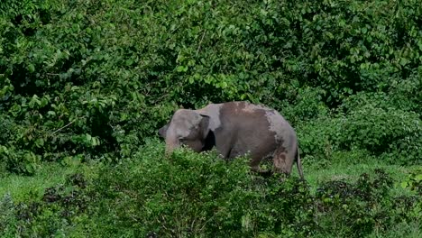 The-Asiatic-Elephants-are-endangered-species-and-they-are-also-residents-of-Thailand