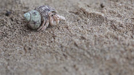 close up of hermit crab opening up and crawling away