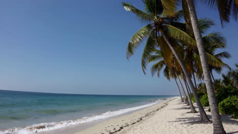 playa tropical con palmeras