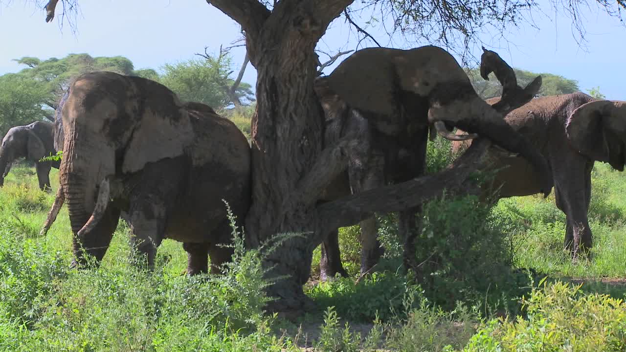 거대한 아프리카 코끼리는 현지 나무를 사용하여 가려움증을 긁습니다.