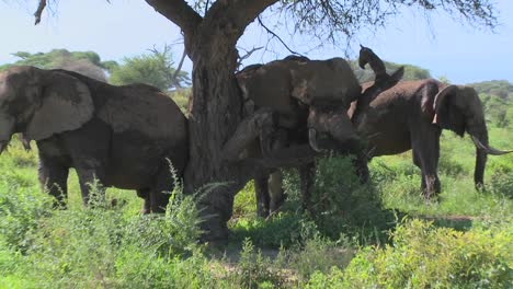 Riesige-Afrikanische-Elefanten-Kratzen-Sich-An-Einem-Einheimischen-Baum