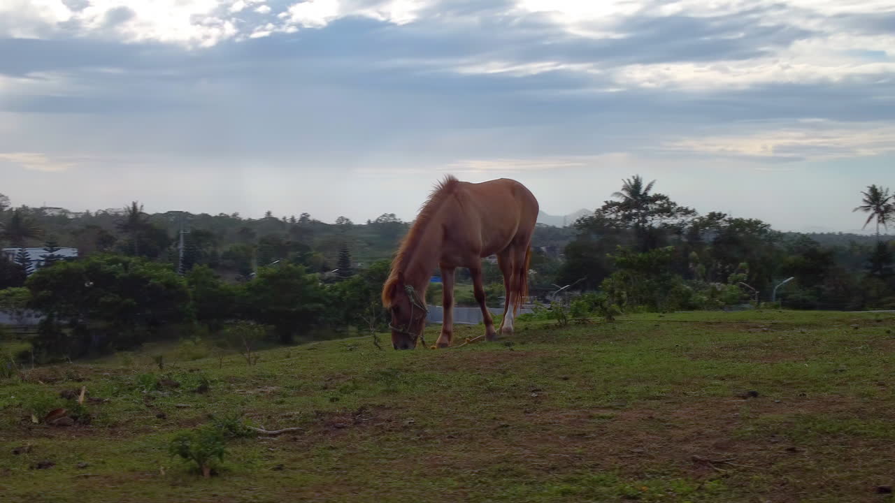 antena cinematográfica en órbita alrededor de un caballo marrón comiendo hierba en un campo en una granja, avión no tripulado