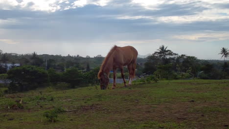 Cinematic-aerial-orbiting-around-a-brown-horse-eating-grass-on-a-field-on-a-farm,-Drone