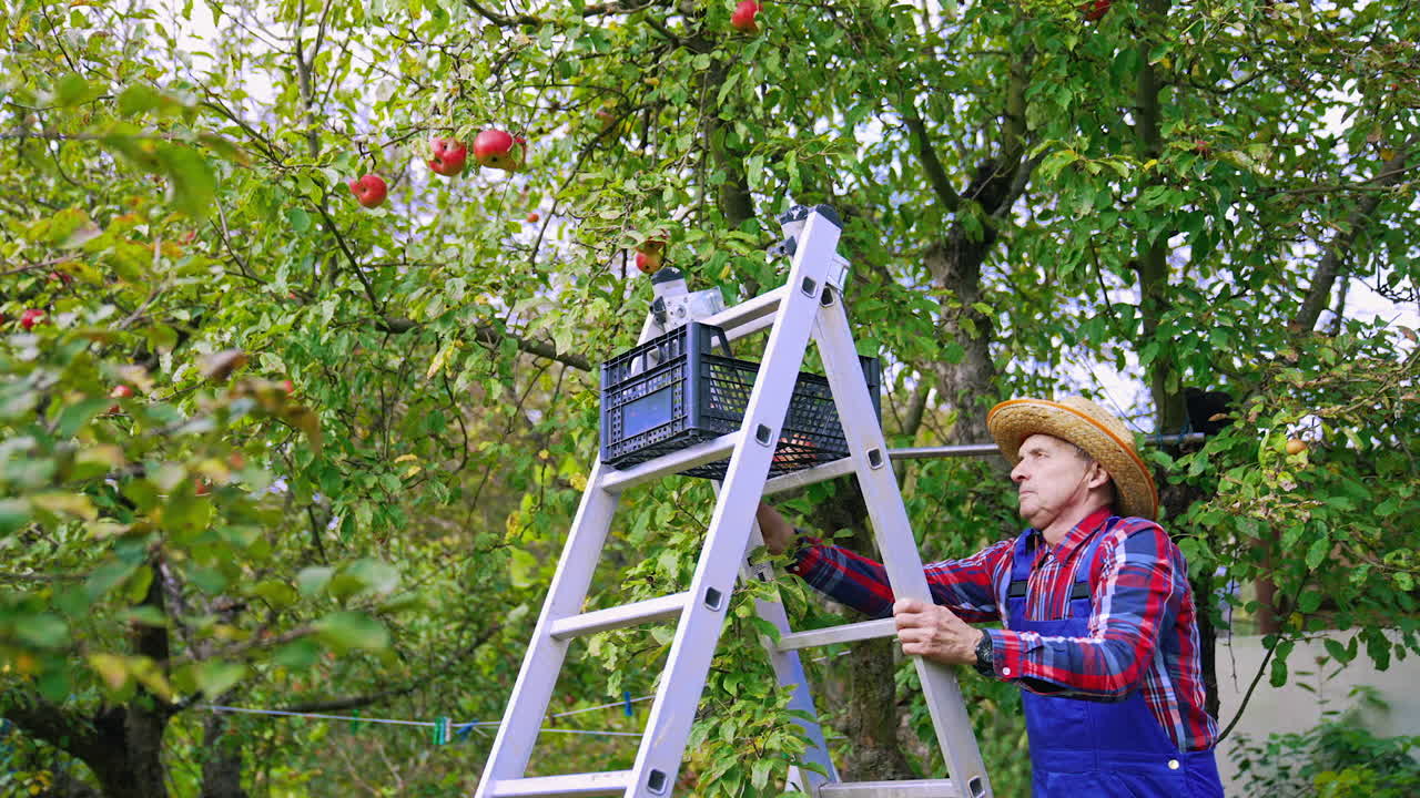 Farmer harvesting apples from tree. Agricultural organic red apples harvesting.