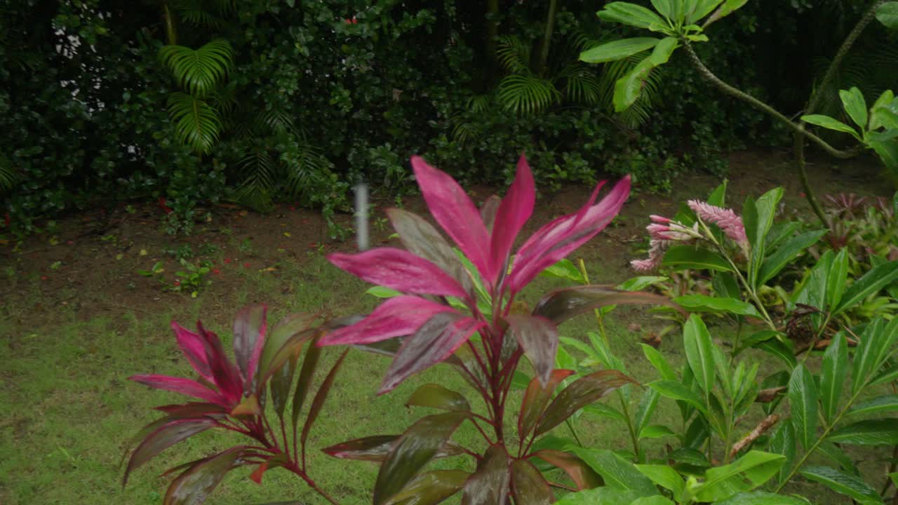 dracaena mahatma planta y gotas de lluvia en el ambiente del jardín tropical, vista de la órbita