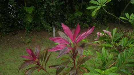 dracaena mahatma planta y gotas de lluvia en el ambiente del jardín tropical, vista de la órbita