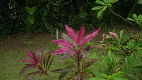 dracaena mahatma plant and rain drops in tropical garden ambience, orbit view