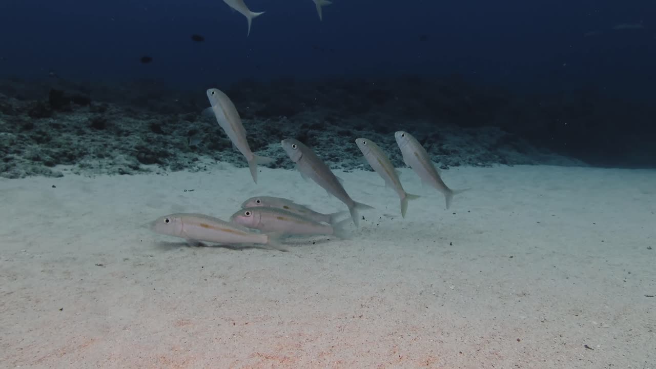 School of goatfish drifting and feeding along the sandy seabed in the tropical waters of Mauritius. Ideal for themes of marine life, biodiversity, and underwater exploration
