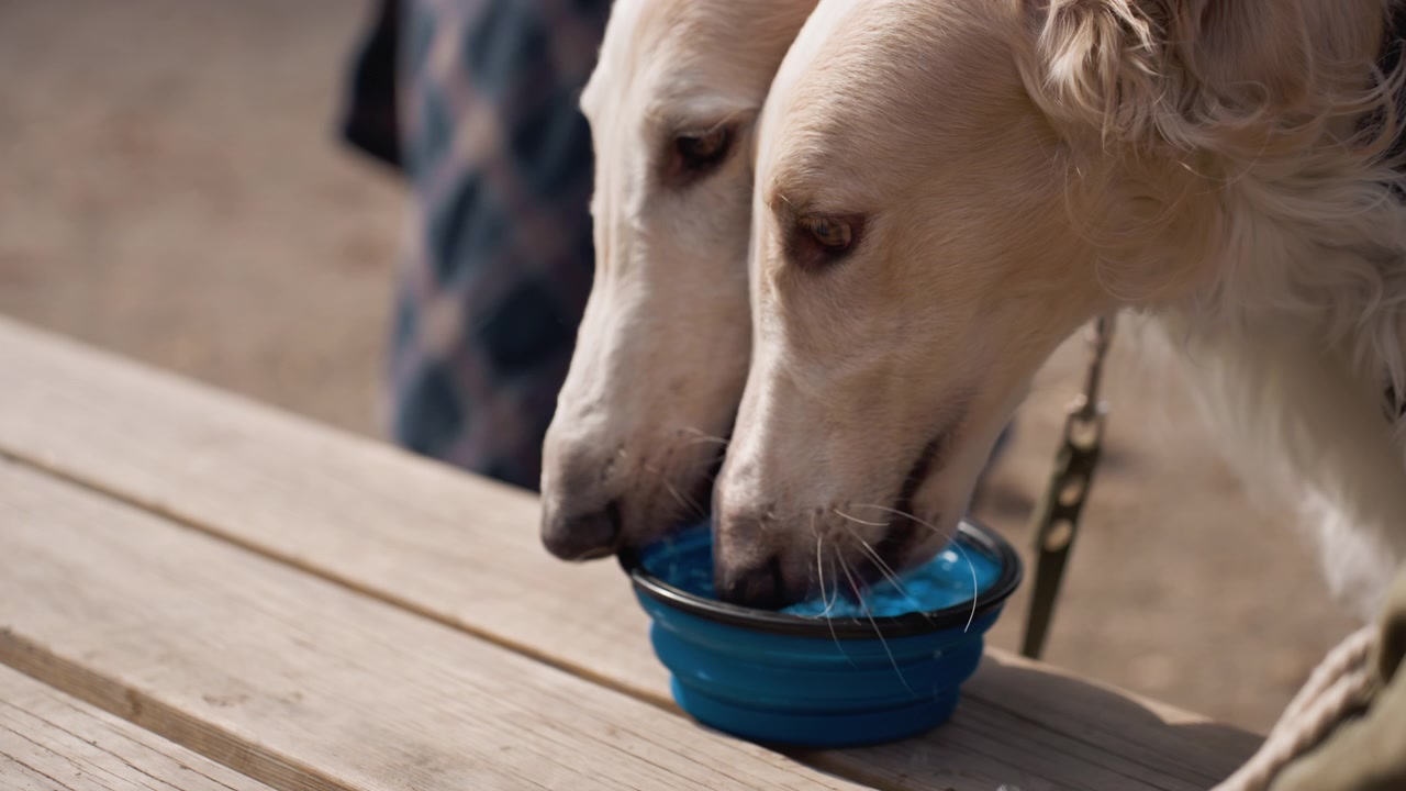 Eine Person hält einen blauen faltbaren Wassernapf für Hunde, der dann auf einem Holztisch platziert wird. Zwei helle, erwachsene weibliche Barsois trinken aus demselben geteilten tragbaren Haustiernapf im Freien in natürlicher Umgebung.