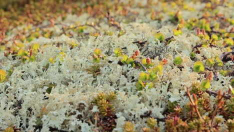 Arctic-Tundra-lichen-moss-close-up.-Found-primarily-in-areas-of-Arctic-Tundra,-alpine-tundra,-it-is-extremely-cold-hardy.-Cladonia-rangiferina,-also-known-as-reindeer-cup-lichen.