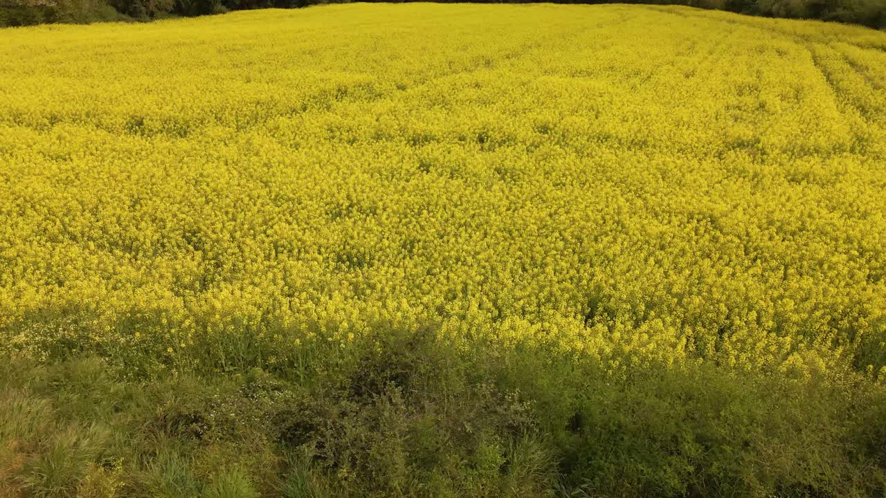 Ripresa aerea all'indietro su campo fiorito di colza e terreno coltivato