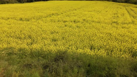 aerial flying backwards over rapeseed flowery field and cultivated land