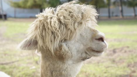 alpaca macho blanco mirando hacia la cámara