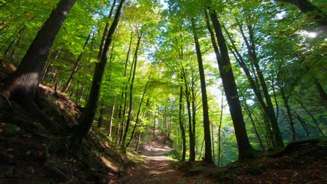 caminando por un sendero boscoso y luego deteniéndose para mirar hacia las copas de los árboles.