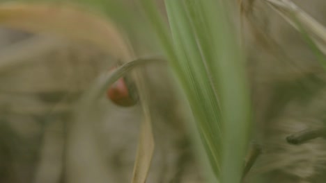 ladybird scurries off into grasses